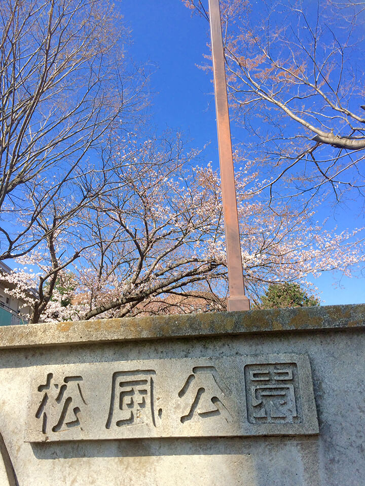 桜　松風公園