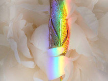 虹の真鍮の羽根