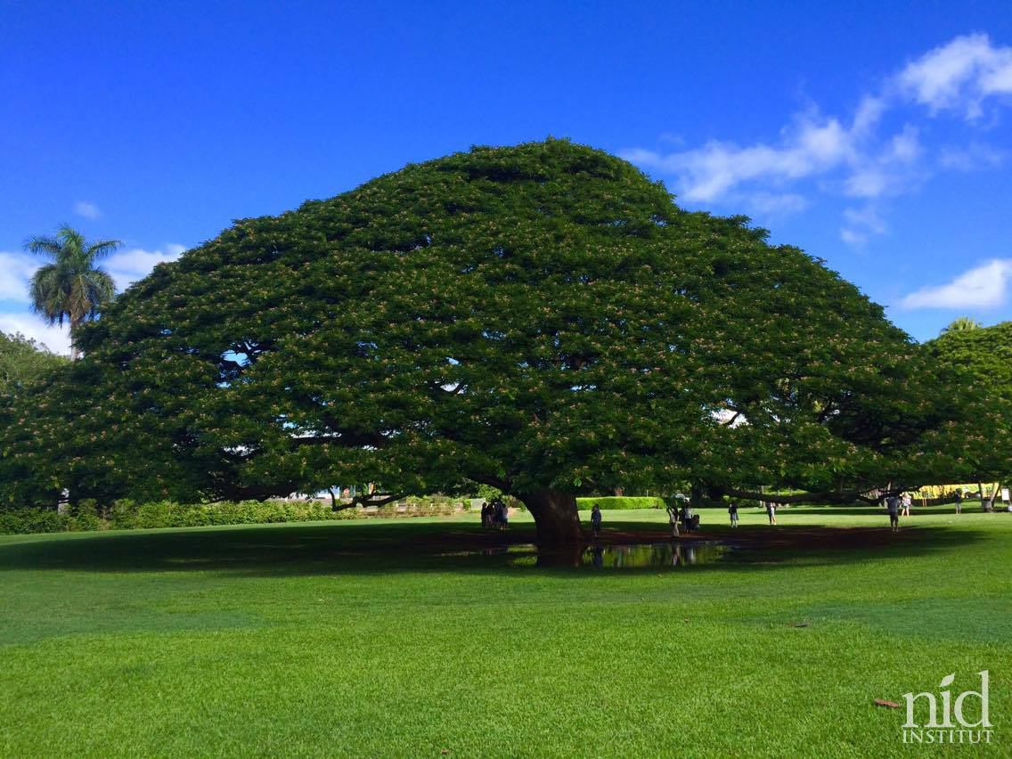 Hawaiiエナジーチャージ2016.8_この木なんの木の公園