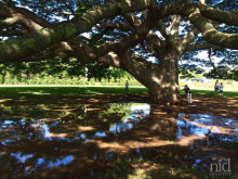 Hawaiiエナジーチャージ2016.8_この木なんの木。雨が美しい鏡を。