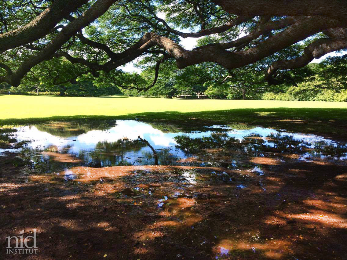 Hawaiiエナジーチャージ2016.8_この木なんの木。雨が美しい鏡に。おたまじゃくしも。