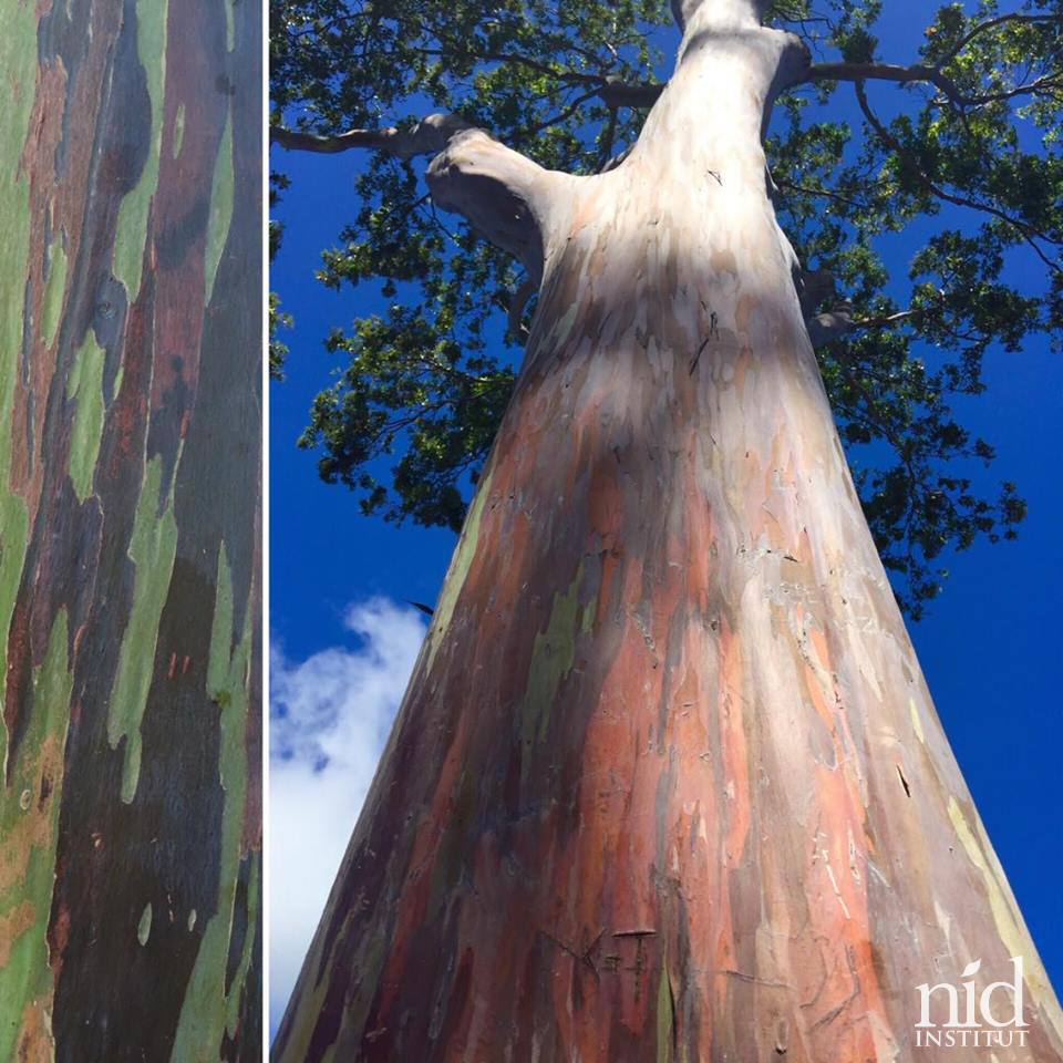 Hawaiiエナジーチャージ2016.8_レインボーユーカリの木