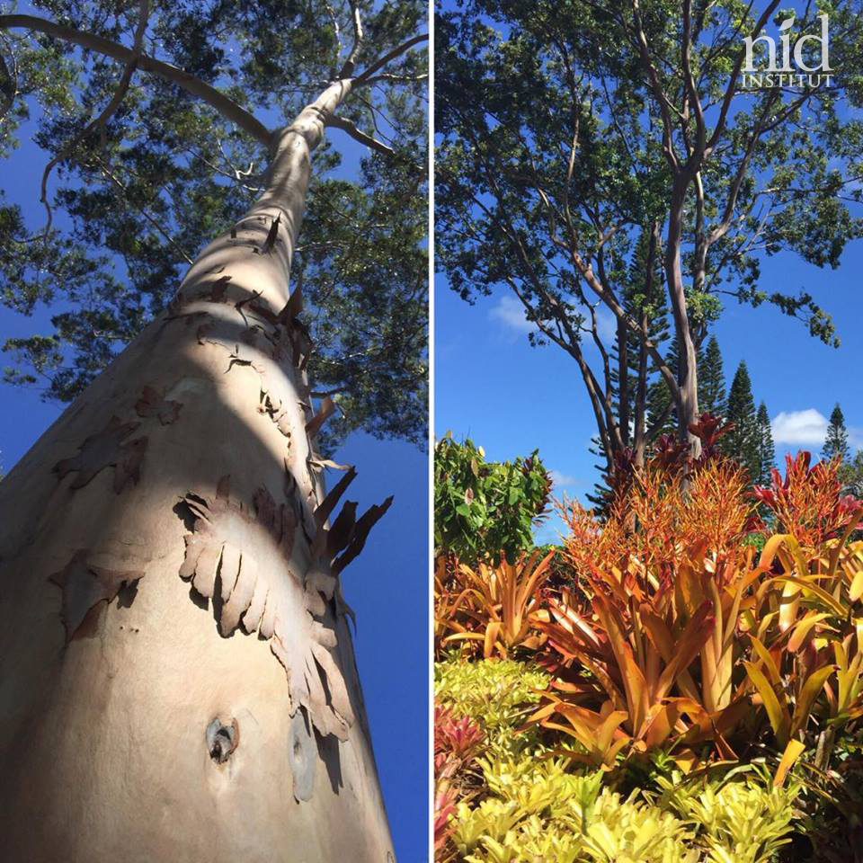 Hawaiiエナジーチャージ2016.8_ドールパイナップルファームの木とユーカリの木